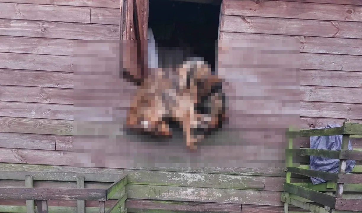 Makabryczne odkrycie blisko Kutna. Martwe psy na posesji, w tym w łóżku [UWAGA, DRASTYCZNE ZDJĘCIA] - Zdjęcie główne