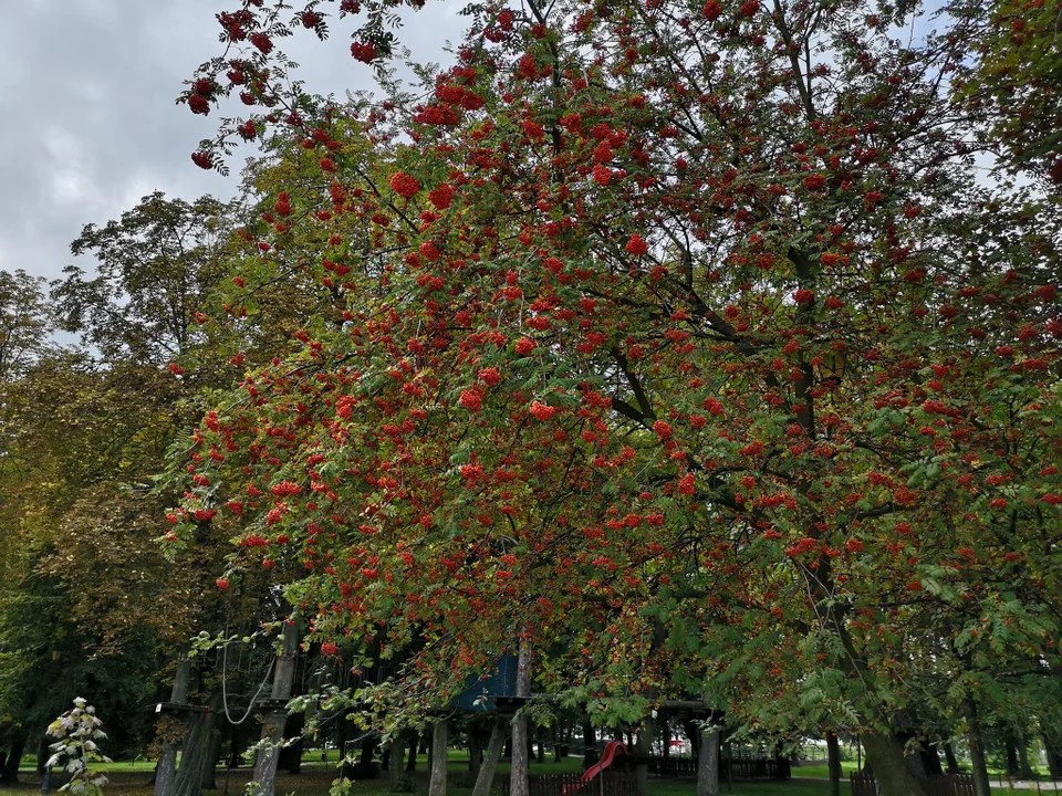 Pierwsze oznaki jesieni w zgierskim parku - zobacz zdjęcia!