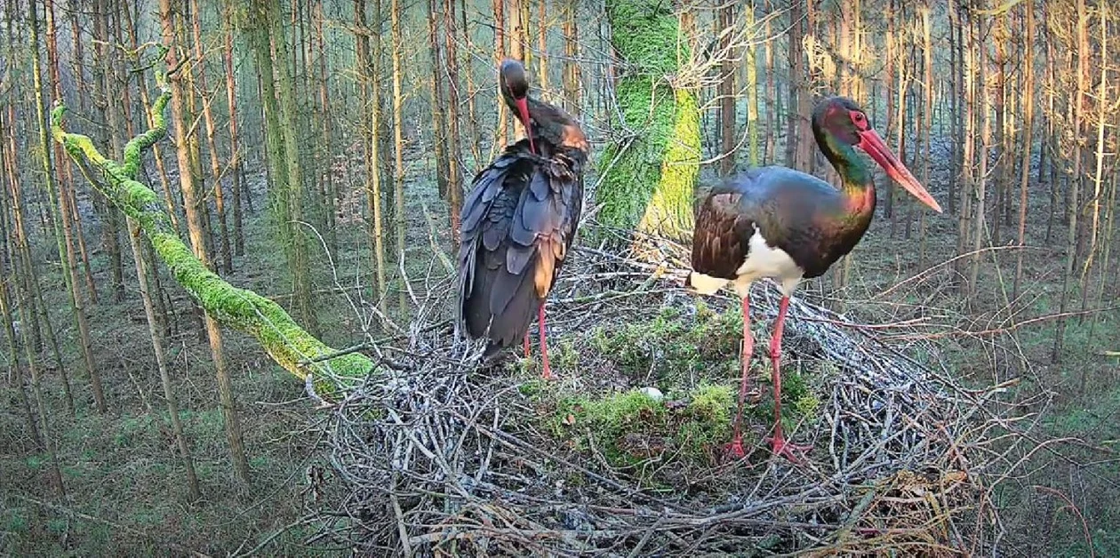 Tak żyją bociany czarne w Łódzkiem. Możesz oglądać je na żywo [ZDJĘCIA/WIDEO] - Zdjęcie główne