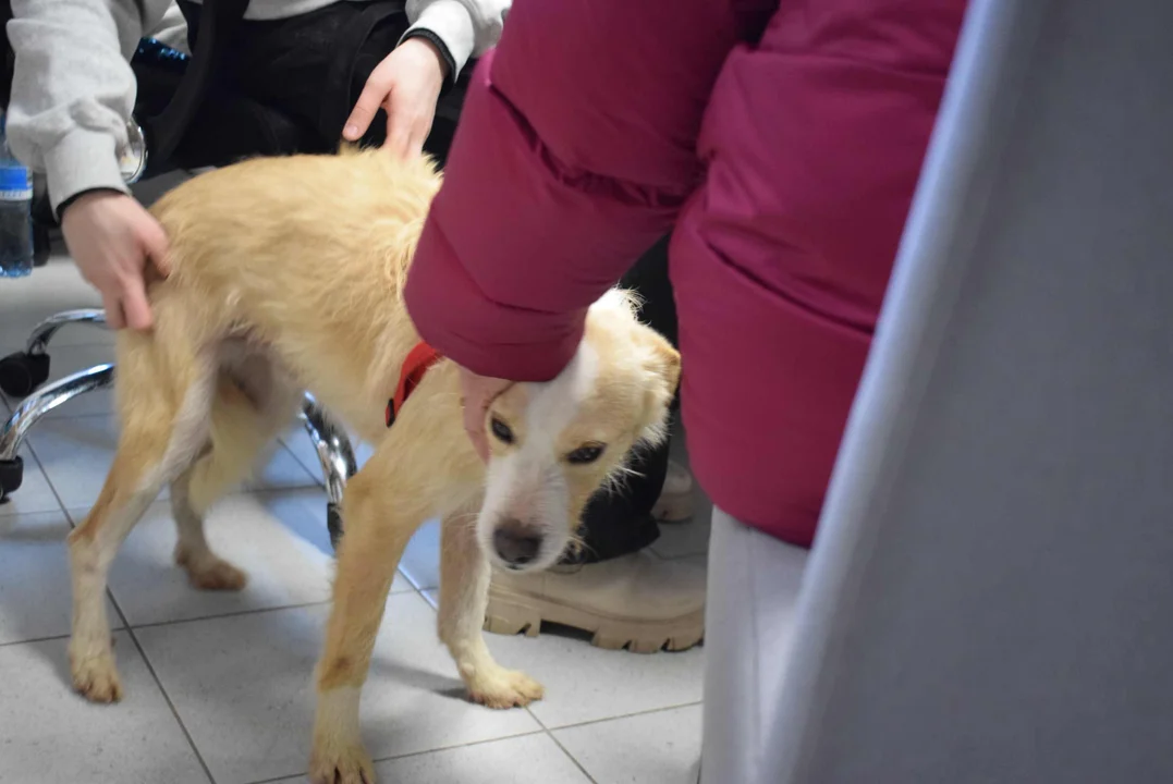 Adopcja zwierząt w urzędzie w Aleksandrowie Łódzkim