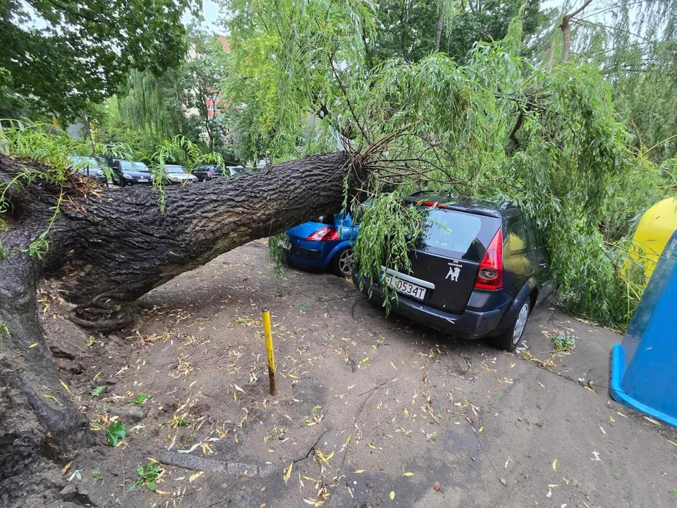 Powalone drzewa, zniszczone samochody. Jak ubiegać się o odszkodowanie? - Zdjęcie główne