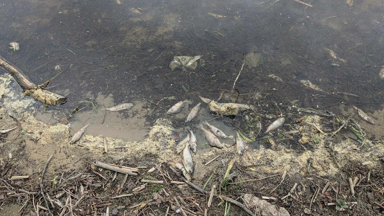 Śnięte ryby w Stawach Stefańskiego. "Pływały do góry brzuchami". Mieszkańcy są zaniepokojeni [ZDJĘCIA] - Zdjęcie główne