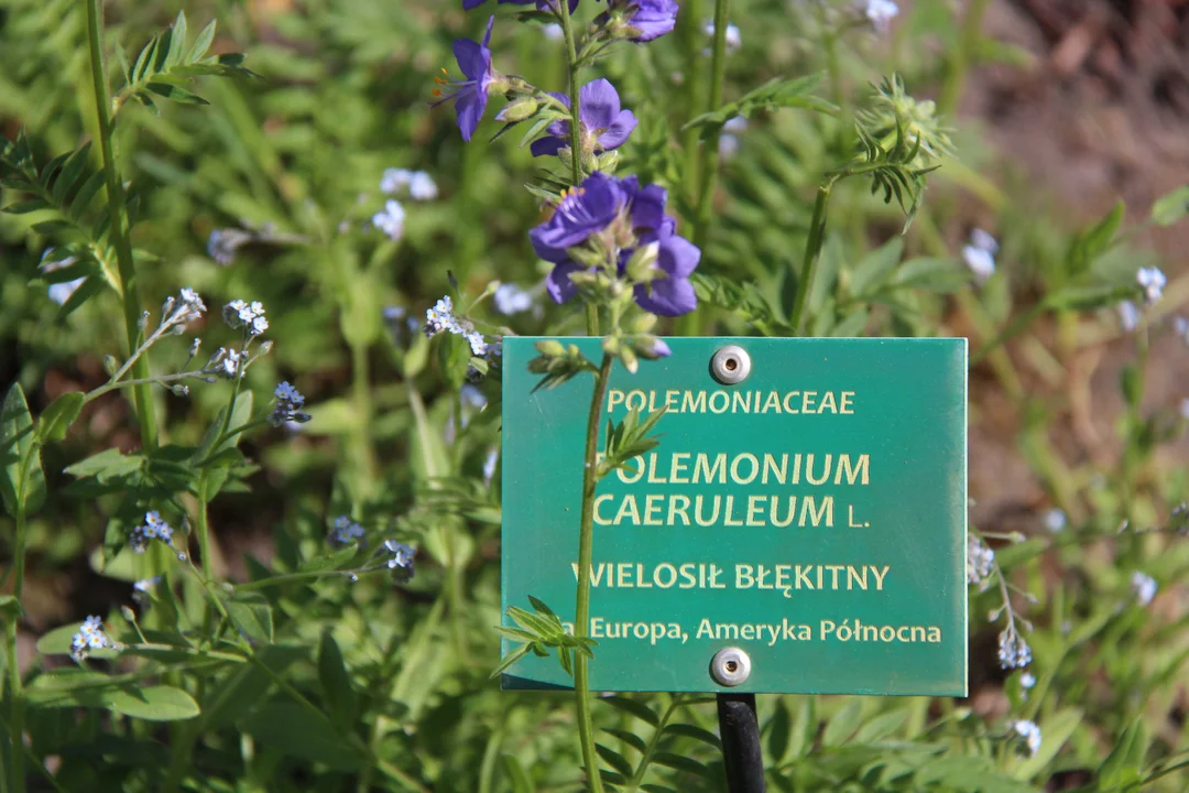 Ogród botaniczny w Łodzi w maju zachwyca