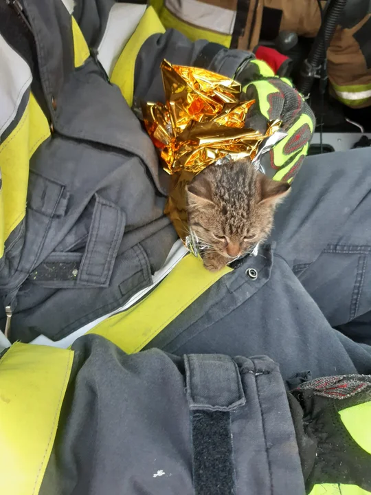 Łęczyccy strażacy pomogli kotu, który zaklinował się w komorze silnika