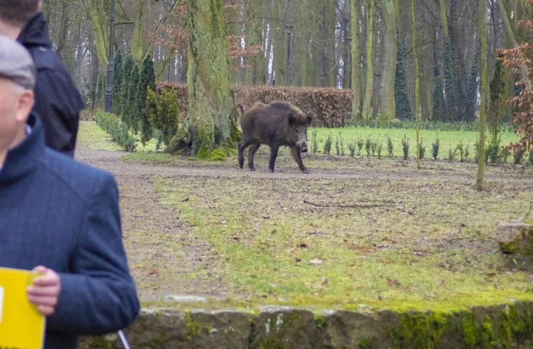 Dziki w Kutnie coraz odważniejsze. Dziś zwierzę przeczesywało park, leśnicy apelują do mieszkańców [ZDJĘCIA] - Zdjęcie główne