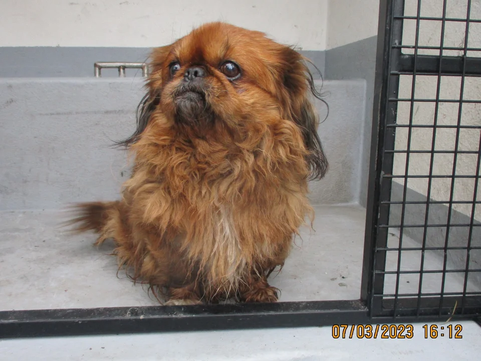 Straż Miejska w Zgierzu szuka właścicieli psów i prosi mieszkańców o pomoc - Zdjęcie główne