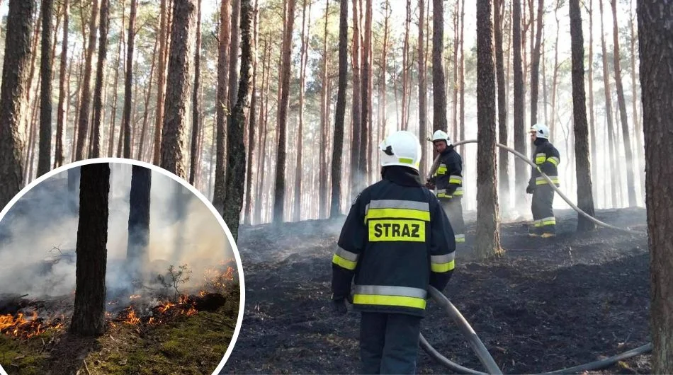 Kilkugodzinna akcja straży w gminie Zelów. Blisko 50 osób walczyło z pożarem