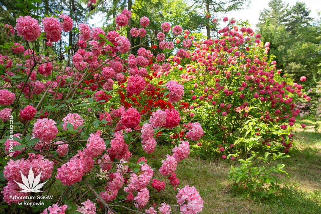 Arboretum w Rogowie zaprasza na weekend. Na maj przypada pełnia kwitnienia najpiękniejszych roślin [ZDJĘCIA] - Zdjęcie główne