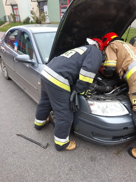 Łęczyccy strażacy pomogli kotu, który zaklinował się w komorze silnika
