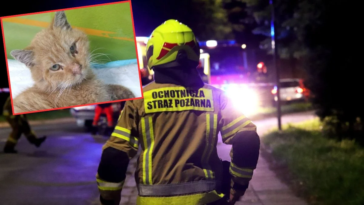 Żychlin: kot kilka dni konał przy drodze. Był o krok od śmierci, uratowali go strażacy i wolontariusze [ZDJĘCIA] - Zdjęcie główne