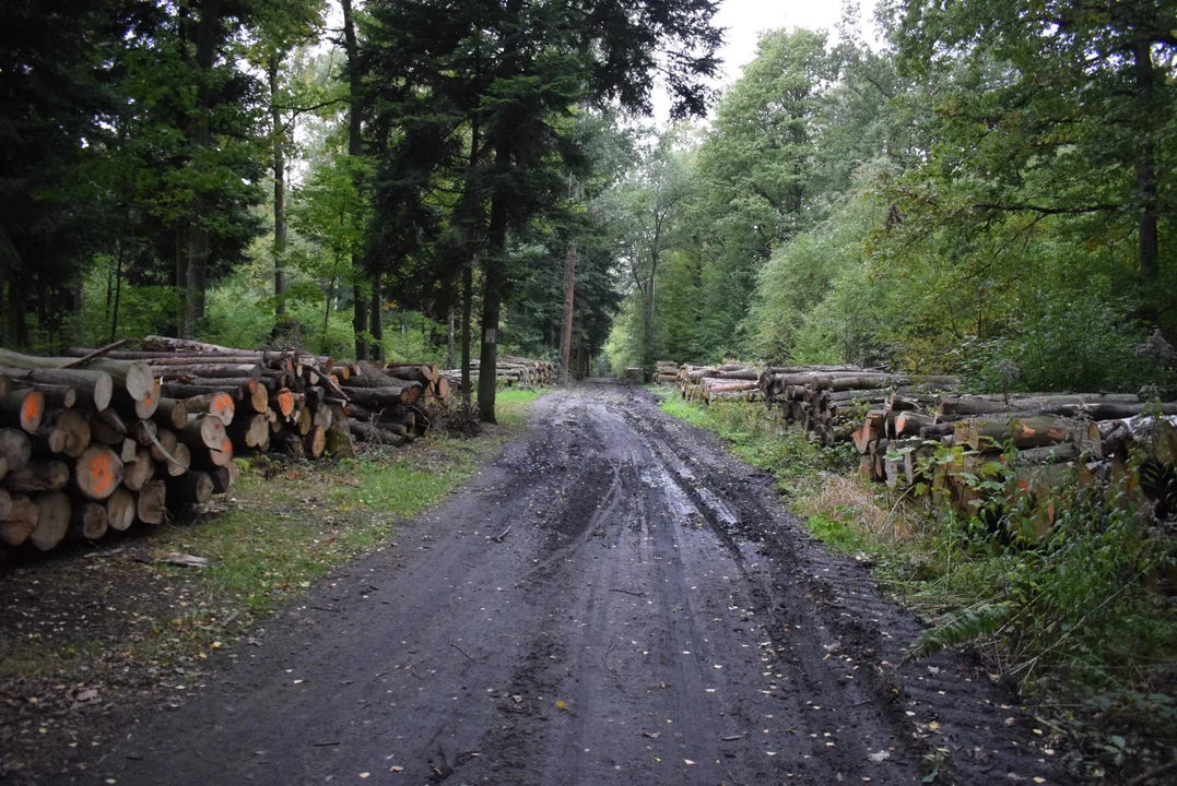 Tony drewna znikają z lasu Krogulec w Zgierzu. „Tak było za niemieckiej okupacji” [ZDJĘCIA] - Zdjęcie główne