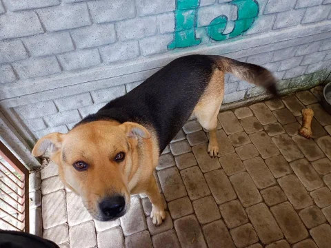 Psy ze zgierskiego Medora czekają na adopcję. Zobacz zdjęcia nowych podopiecznych [zdjęcia] - Zdjęcie główne