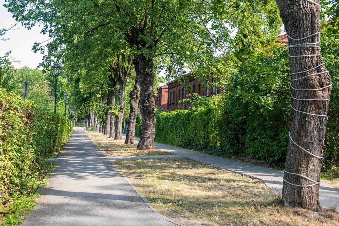 Będzie nowa droga dla rowerów na Księżym Młynie w Łodzi