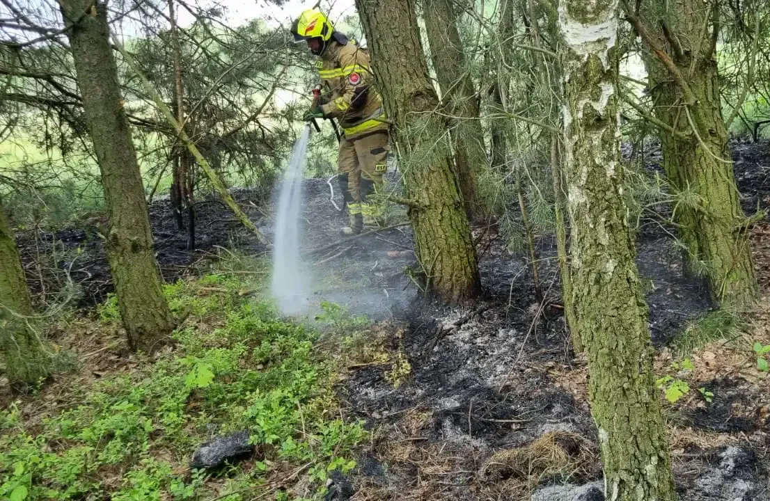 Pożar lasu pod Sulejowem