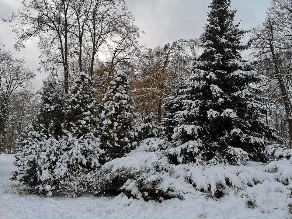 Biały puch przykrył Park Miejski. Zgierzanie korzystają z zimowej aury i liczą na śnieżne święta [galeria] - Zdjęcie główne