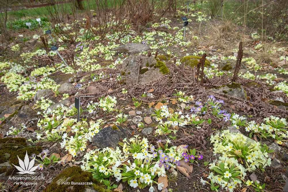 Arboretum w Rogowie zaprasza na weekend. W tym miejscu na pewno widać już wiosnę! - Zdjęcie główne