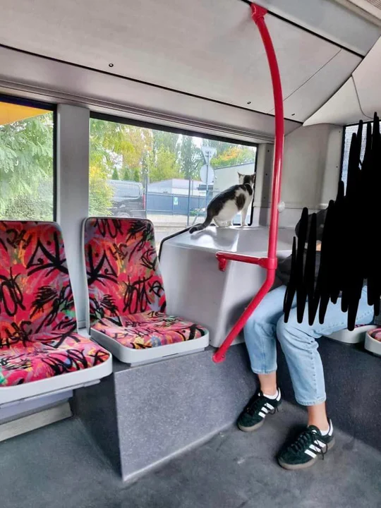 Zostawił kota w autobusie