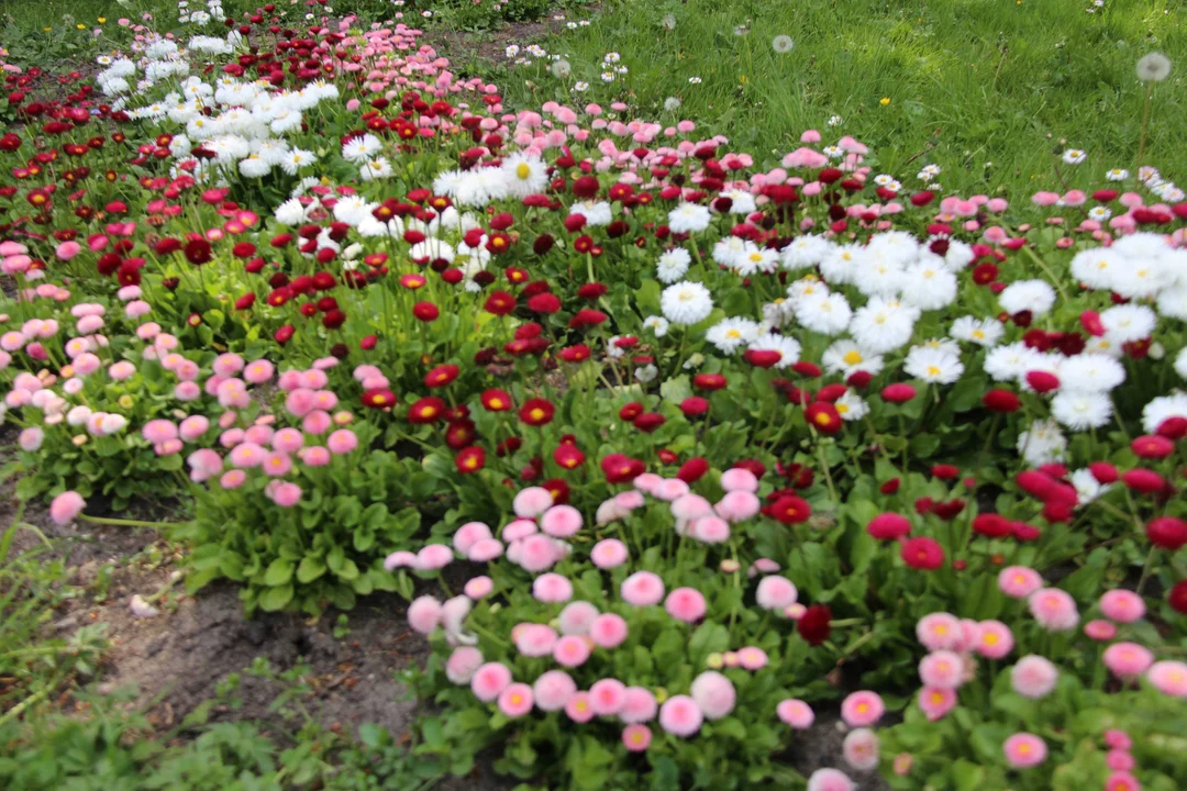Ogród botaniczny w Łodzi w maju zachwyca