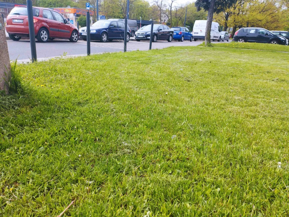 Trawniki w mieście - kosić czy nie kosić? Łodzianie są podzieleni - Zdjęcie główne