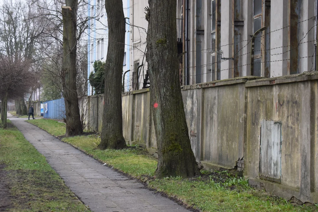 Czy z ulicy Kuropatwińskiej znikną drzewa? Mieszkańcy zauważyli pomarańczowe znaki [ZDJĘCIA] - Zdjęcie główne