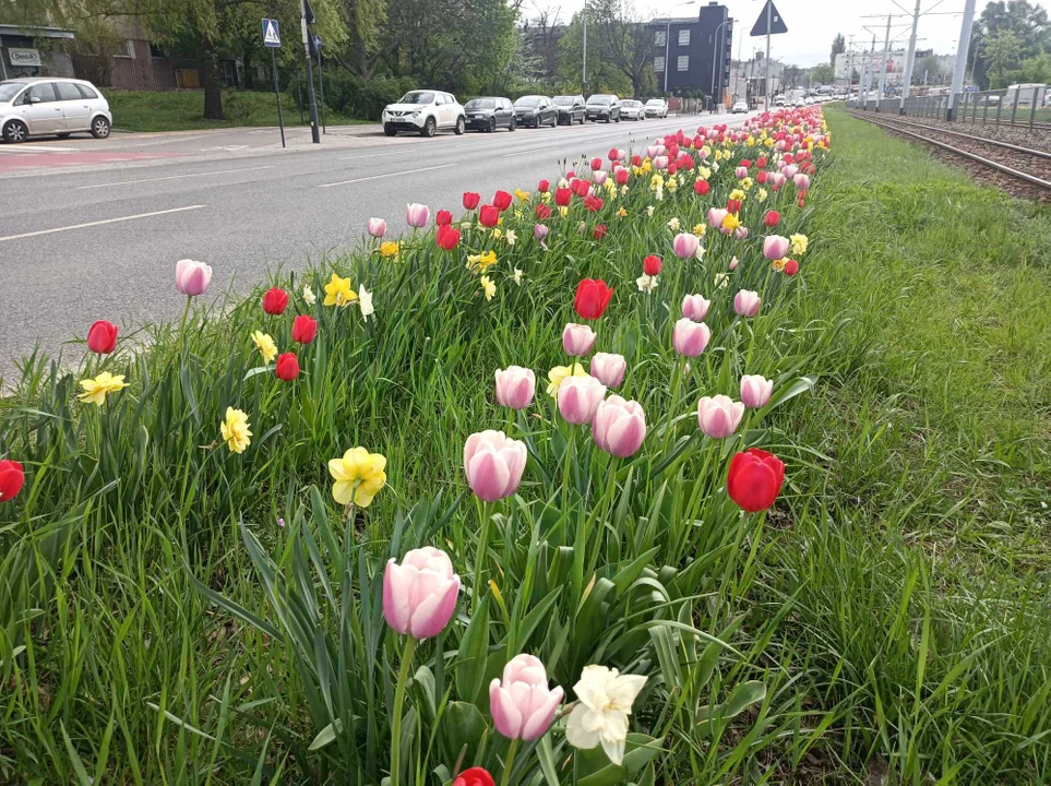 Tulipany na Balutach i w botaniku