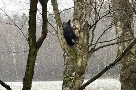 Pies utknął na drzewie nad Bzurą. Zauważyli go przypadkowi przechodnie [ZDJĘCIA] - Zdjęcie główne