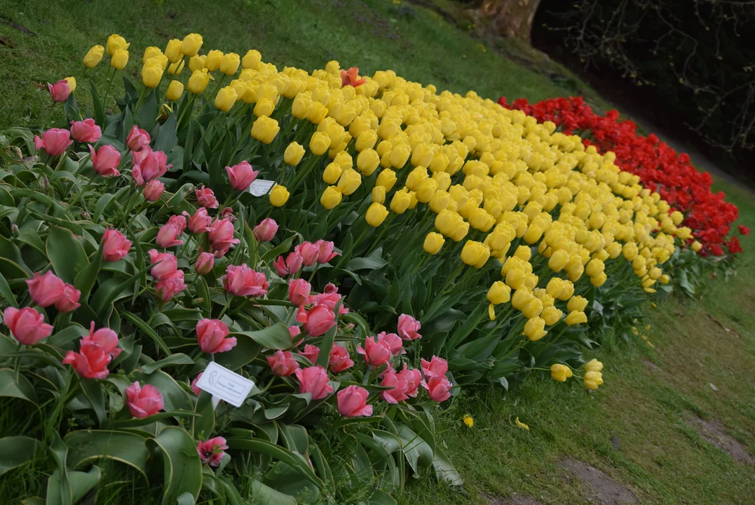 Tulipany w ogrodzie botanicznym