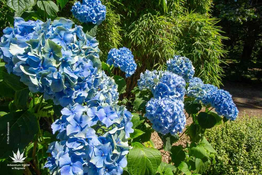 Arboretum SGGW w podłódzkim Rogowie zaprasza nie tylko w weekendy. Tak pięknie hortensje kwitną tylko tu! [ZDJĘCIA] - Zdjęcie główne