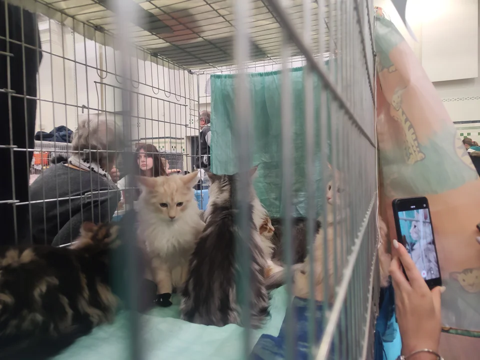 Najpiękniejsze mruczki - wystawa kotów w Łodzi