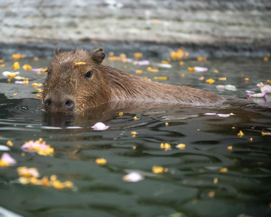 Dzień kapibary w łódzkim Orientarium