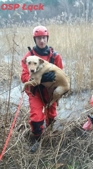 Strażacy uratowali psa