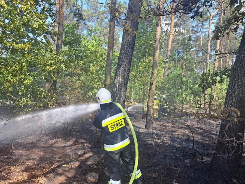 Pożary lasów. Ekstremalne zagrożenie w regionie płockim [ZDJĘCIA] - Zdjęcie główne