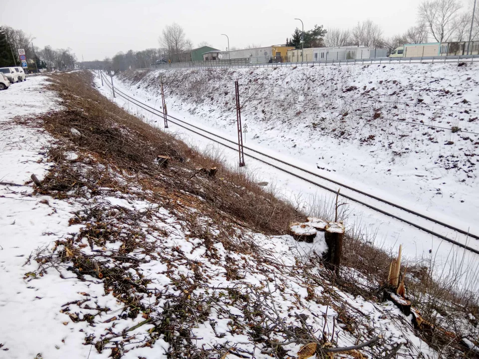 Wycięto kilkanaście drzew przy zoo - Zdjęcie główne