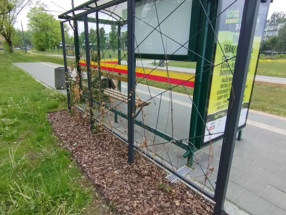 Uschnięte zielone przystanki w Łodzi