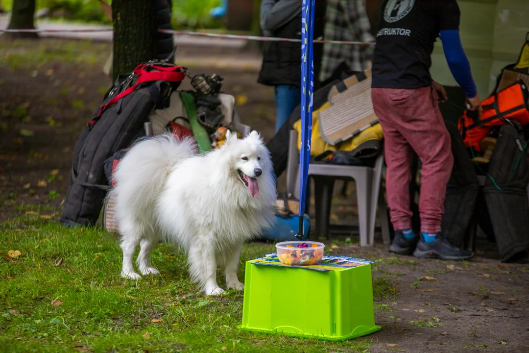 Szkolenie psów w parku Traugutta w Kutnie