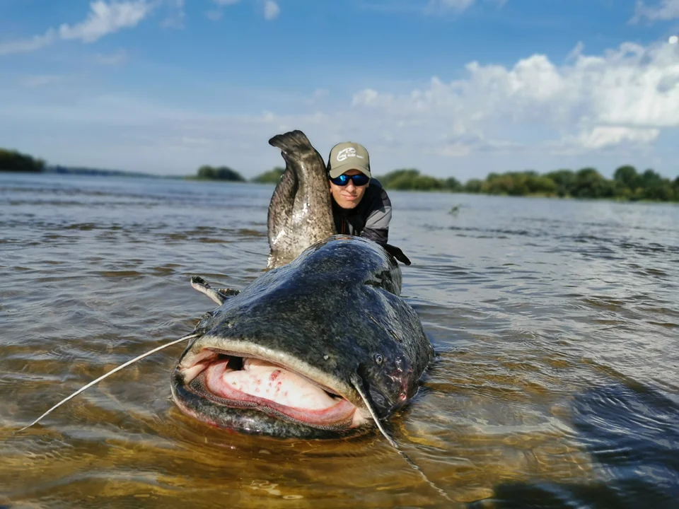 Złowił gigantycznego suma w Wiśle! Bełchatowianin chwali się zdobyczą [FOTO] - Zdjęcie główne