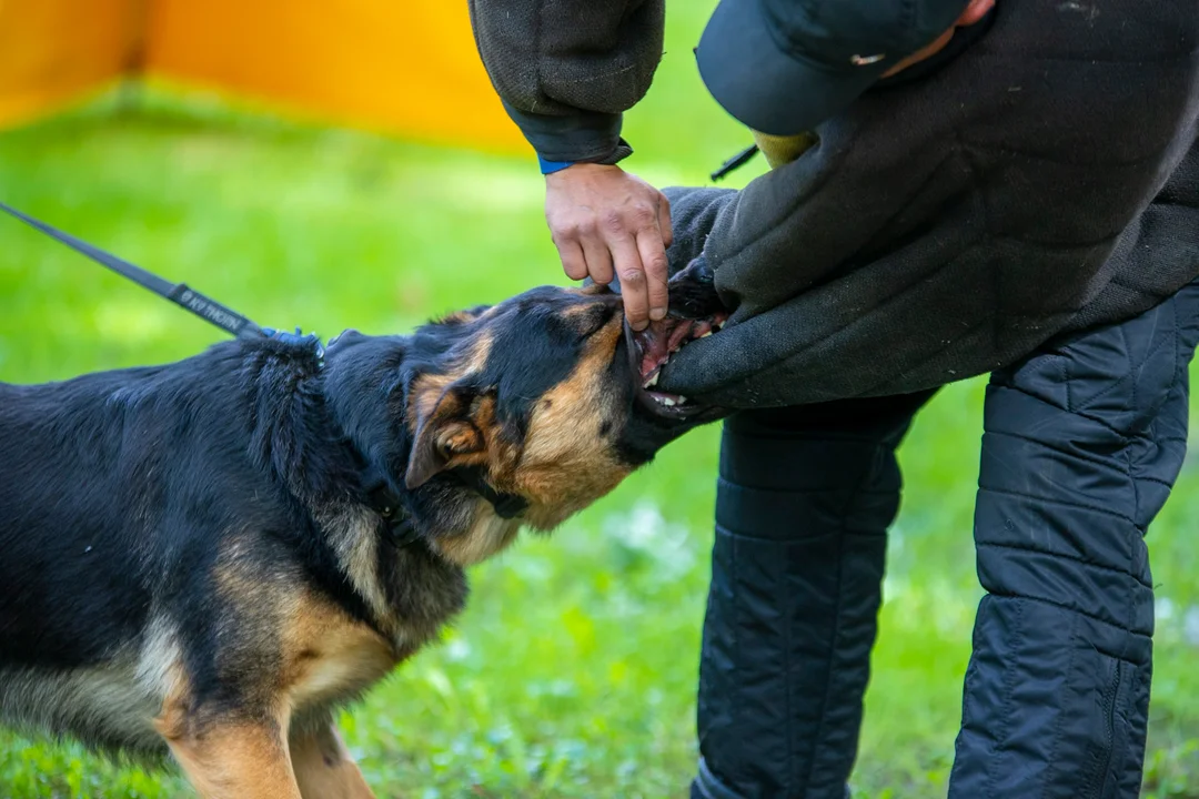 Jak okiełznać czworonoga, czyli pokaz szkolenia psów w parku Traugutta [ZDJĘCIA] - Zdjęcie główne