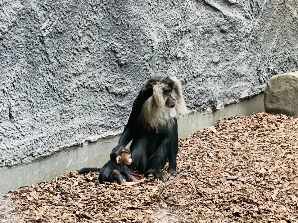 Orientarium opanowały maluchy! Młodziutki makak i wyderki kradną serca zwiedzających [galeria] - Zdjęcie główne