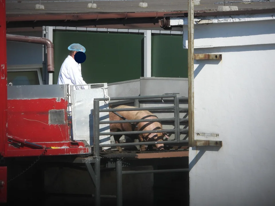 Nie ma wyroku w sprawie brutalnego traktowania zwierząt w Zakładach Mięsnych „Pamso”. Proces będzie wznowiony - Zdjęcie główne