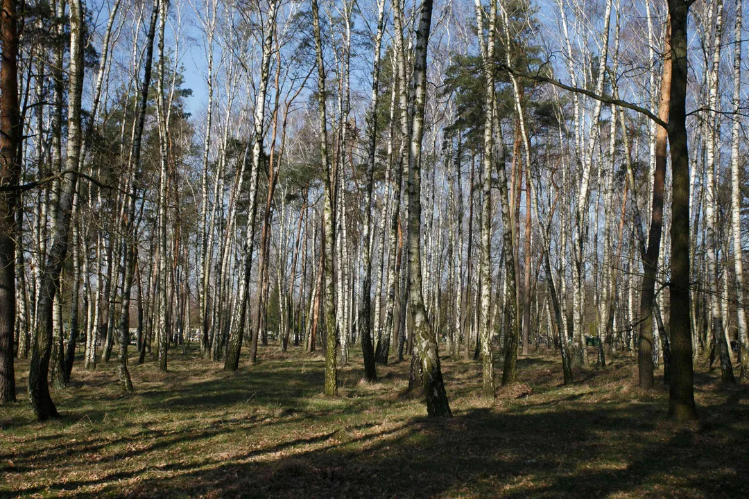 Las Pamięci przy Szczecińskiej w Łodzi. Tu bez wielkich kosztów i pomników, za to wśród drzew, pochowasz bliskich [ZDJĘCIA] - Zdjęcie główne