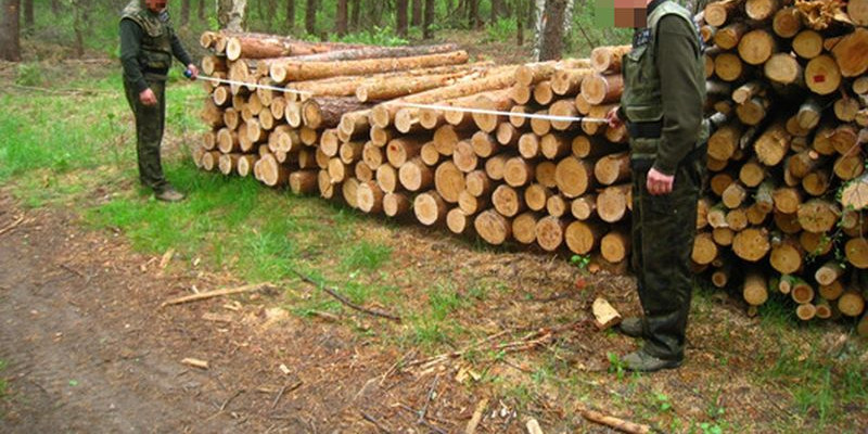 Seniorzy kradli drewno z lasu. Zostali złapani na gorącym uczynku - Zdjęcie główne