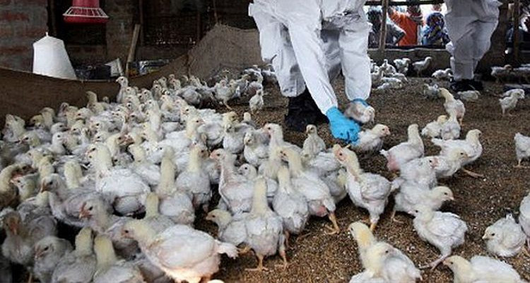 Kolejne ostrzerzenia związane z ptasią grypą - Zdjęcie główne