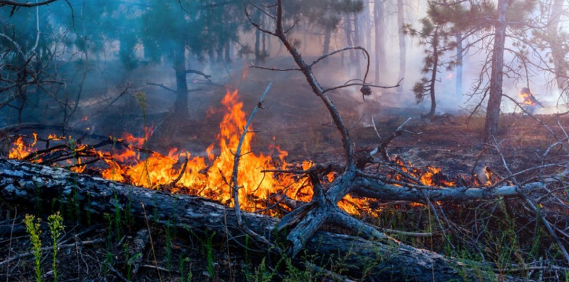 Kolejne pożary ściółki leśnej w powiecie gostynińskim - Zdjęcie główne