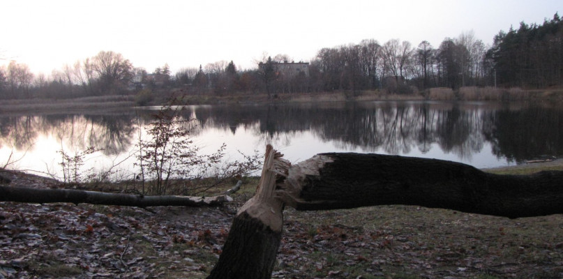 Powalone drzewa na Dybance: bobry sieją spustoszenie - Zdjęcie główne