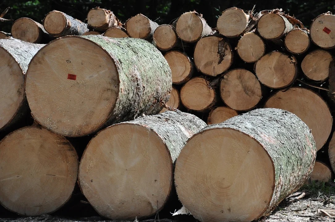 Kradli drewno z lasu. Zostali zatrzymani przez kryminalnych z Gostynina - Zdjęcie główne