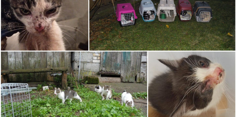 Zbliża się marcowanie: wielka zbiórka na sterylizację "dzikich" kotek - Zdjęcie główne