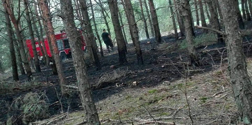 Pożar ściółki leśnej koło Szczawina Kościelnego - Zdjęcie główne