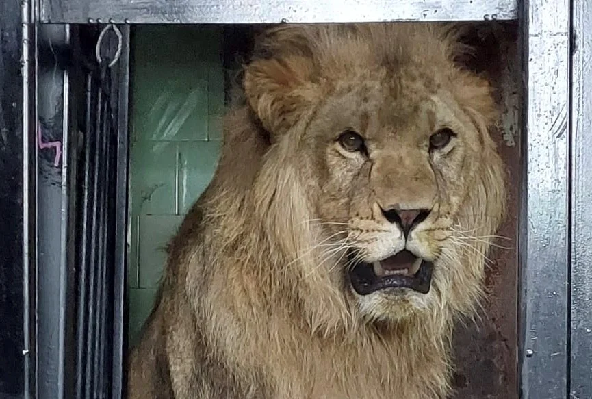 Lwy wróciły do płockiego zoo. Ryk króla sawanny może być słyszalny nawet na Radziwiu! [ZDJĘCIA] - Zdjęcie główne