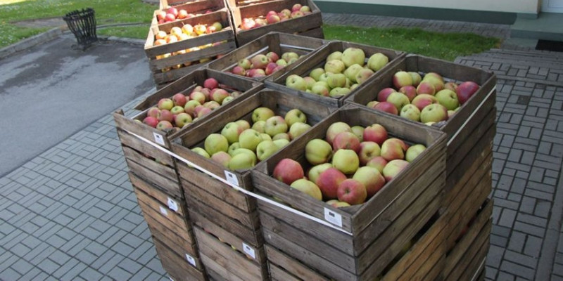 Darmowe jabłka przy Zamku - Zdjęcie główne