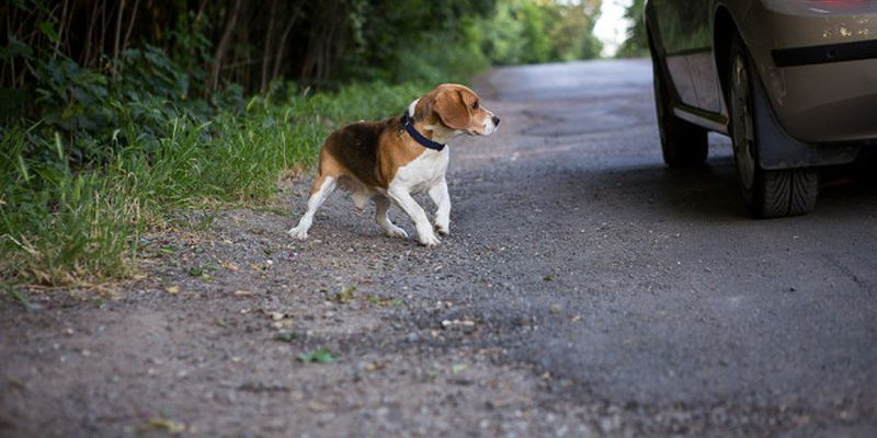 Wyrzucił psa na ulicy, zwierzę biegło za samochodem - Zdjęcie główne
